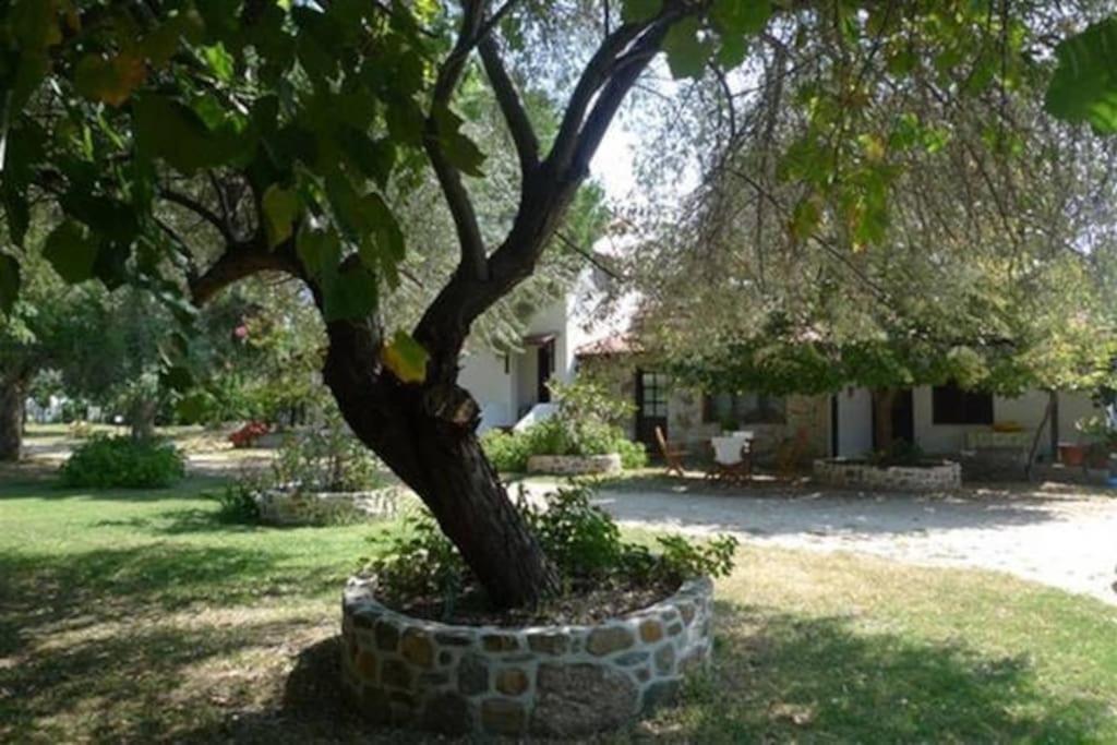 Paralia Sikias Traditionelles Appartement Athos Shadow Am Meer מראה חיצוני תמונה